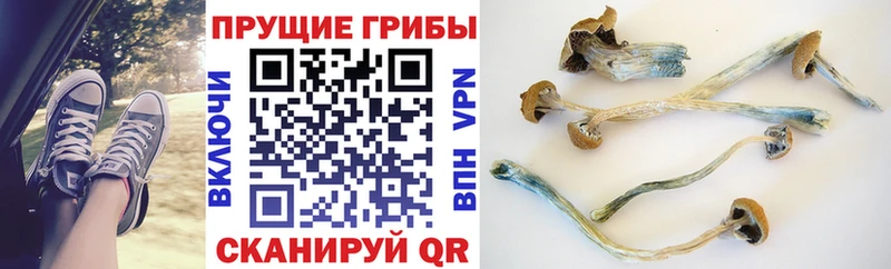 Псилоцибиновые грибы ЛСД Купить где Курганинск